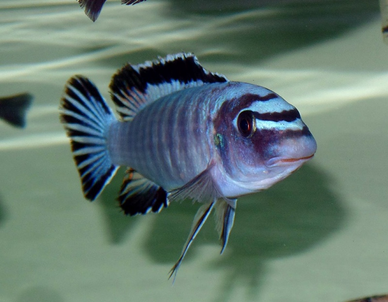 Labeotropheus trewavasae 'Higga Reef'